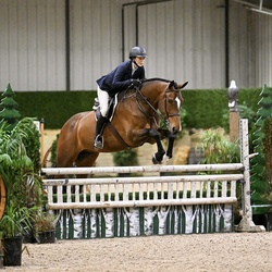 Monaco Dutch Warmblood Equitation photo 7