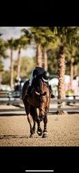 Lui Hanoverian Jumper photo 2