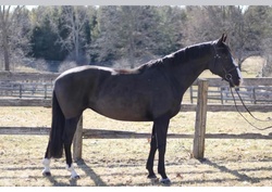 Ophelia Warmblood Jumper photo 3