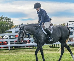Always Pajama Day Welsh Cross Hunter photo 5