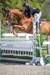 Archetype Oldenburg Hunter photo 4