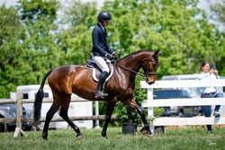 Magnific Libertà Warmblood Jumper photo 3