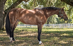 Love Language Irish Sport Horse Jumper photo 5