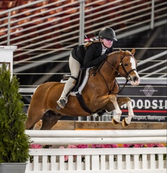 Sugar Welsh Pony Hunter photo 1