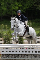 Kartouche du Houmier Belgian Warmblood Equitation photo 2
