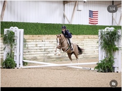 Midas Touch Welsh Cross Equitation photo 6