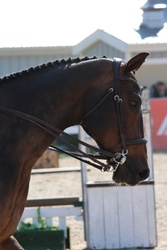 Donato Warmblood Hunter photo 4