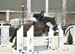 CMS BE MINE Holsteiner Hunter photo 1