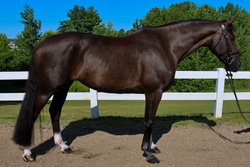 Olympic Air Dutch Warmblood Jumper photo 3