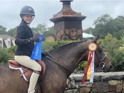 Lancelot K “Lance” Danish Warmblood Hunter photo 2