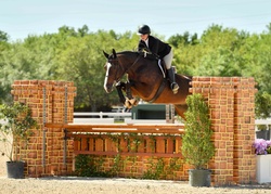 Galiano Swedish Warmblood Equitation photo 1