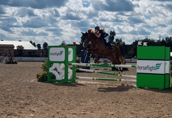 Sunny Belgian Warmblood Jumper photo 3