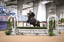 Quandersang Warmblood Equitation photo 2