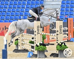 DAKITO P Hanoverian Jumper photo 4