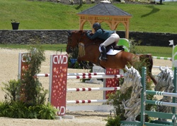 Tinka’s Soldier Warmblood Jumper photo 5