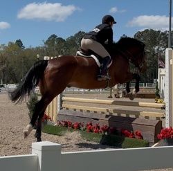 Love Language Irish Sport Horse Jumper photo 3
