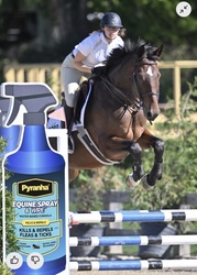 Udalco Belgian Warmblood Jumper photo 6