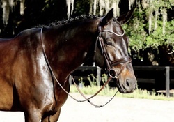 I’m Gucci Czech Warmblood Jumper photo 3