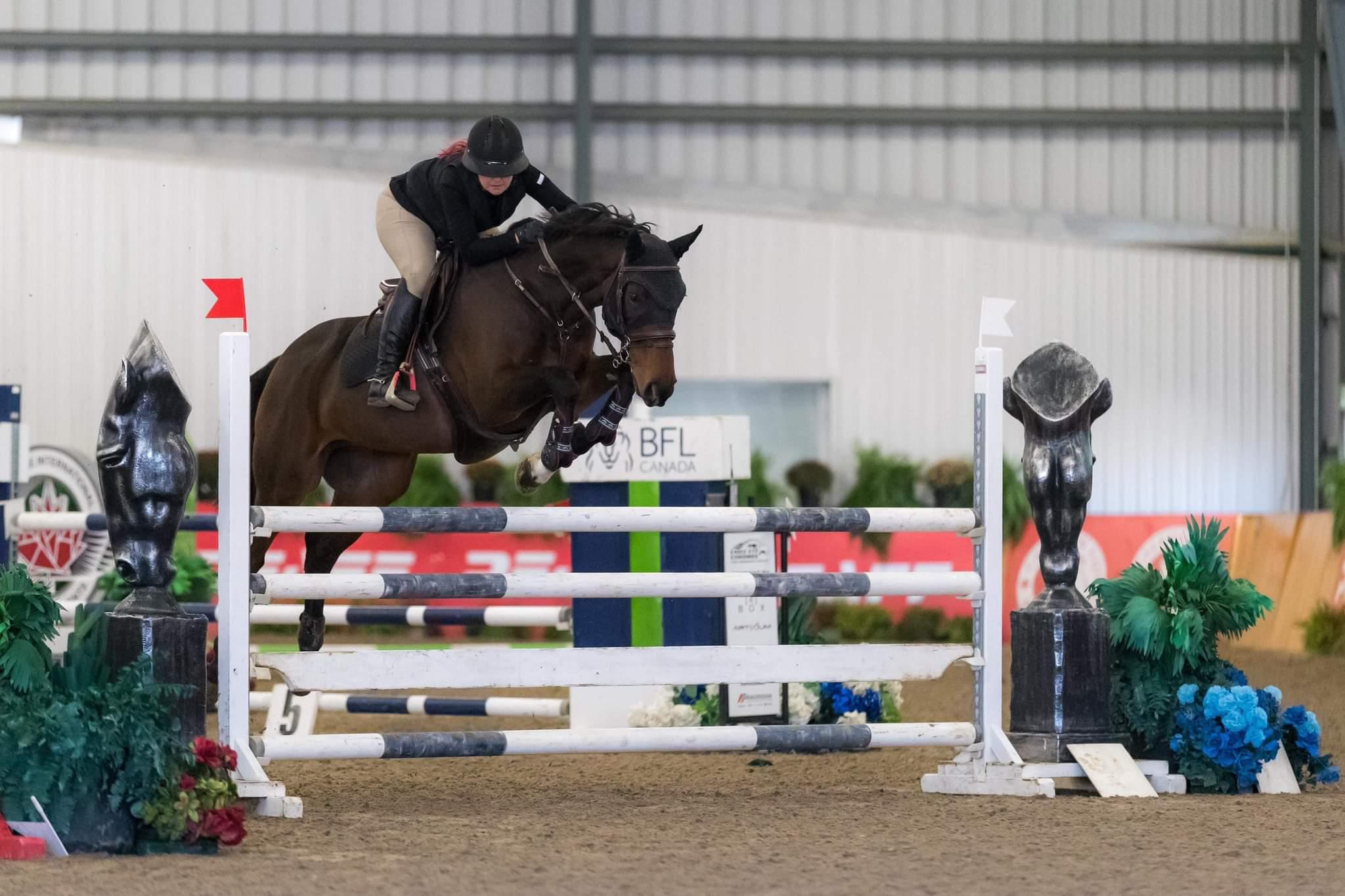 Annaghmore Abaco Irish Sport Horse Jumper