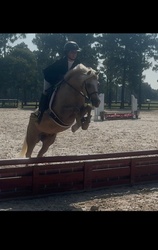 Smoked Short Stack Welsh Pony Hunter photo 7