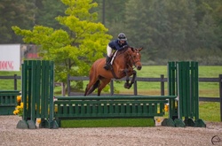 Athena Canadian Warmblood Hunter photo 3