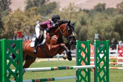 Hangover Chavannais Belgian Warmblood Jumper photo 3