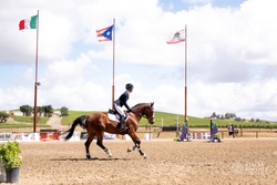 MBF Dropkick Murphy Irish Sport Horse Jumper photo 3