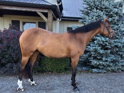 Lilly DL Canadian Warmblood Jumper photo 2