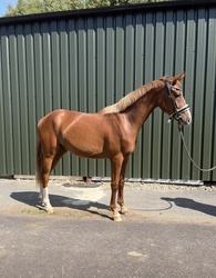 Bondi Gold SVNH Hanoverian Hunter photo 1