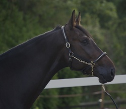 First Class Chopin Holsteiner Jumper photo 5