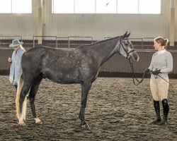 Always Pajama Day Welsh Cross Hunter photo 4
