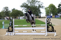 Chicaro S Warmblood Jumper photo 1