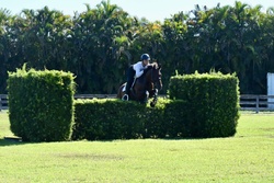 Pedro Other Breed Hunter photo 4