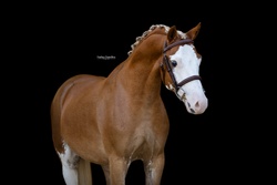 Joris van de Gaweg Other Breed Hunter photo 2