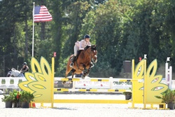La Gentle Dutch Warmblood Jumper photo 2