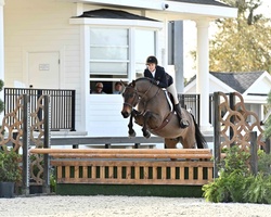 Drake Holsteiner Hunter photo 3