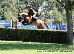 Whixall's Candy Boy Irish Sport Horse Jumper photo 3