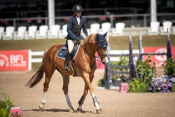 Nox Blue Van De Hertogen Belgian Warmblood Jumper photo 2