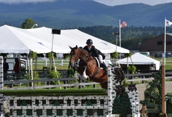 Dollar Del Colle Warmblood Jumper photo 1
