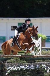 Right Now German Warmblood Hunter photo 3