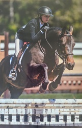 Coming Up Gold Welsh Cross Hunter photo 1