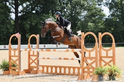 OJOTTIE WB Warmblood Jumper photo 4