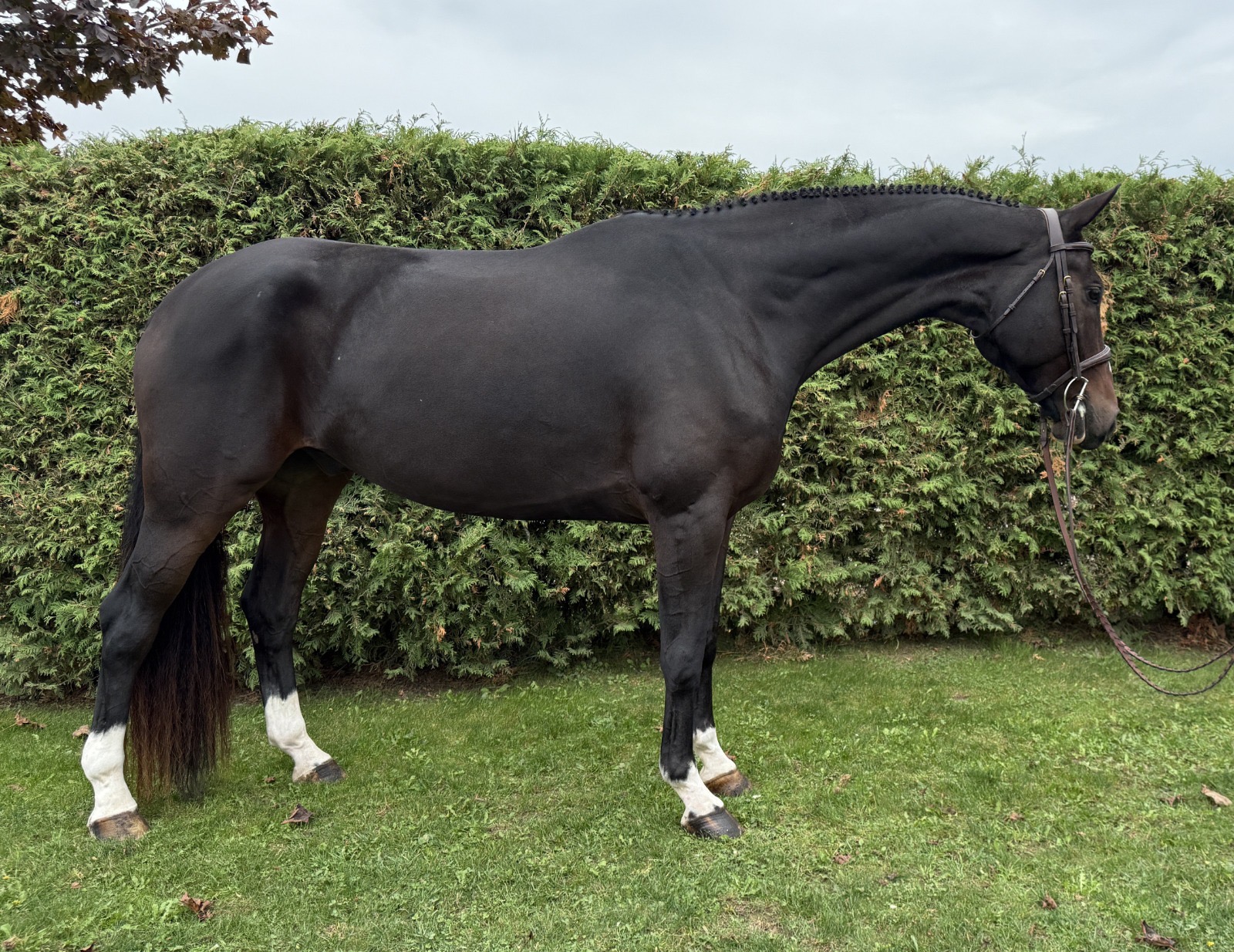 Dalmore
