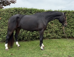 Dalmore Oldenburg Hunter photo 1
