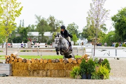 Ohio VDL Dutch Warmblood Hunter photo 4
