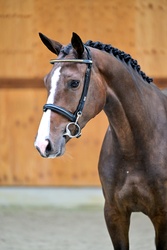 Antares van ’t Zandven Warmblood Jumper photo 1