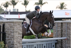 Paragon Hanoverian Hunter photo 5