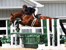 Sun Day Canadian Warmblood Hunter photo 8