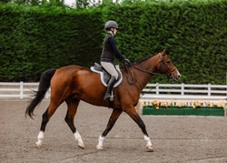 Happy Days Dutch Warmblood Hunter photo 6