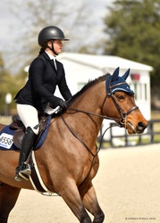 AVIATOR German Riding Pony Jumper photo 5